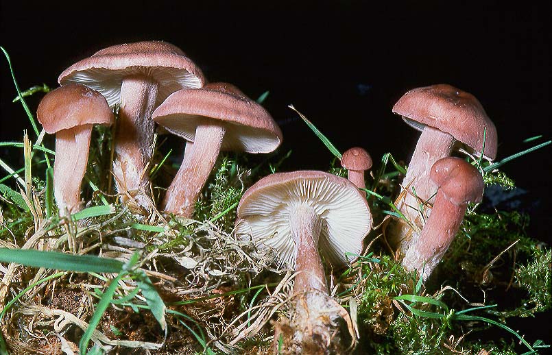 Calocybe carnea